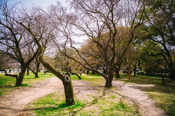 Fototapeta premium spring in the park