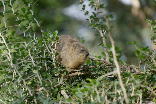 Selective focus shot of rock hyrax sitting on tree branch in zoo