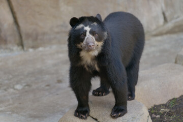 Closeup shot of a sloth bear walking near the rocks