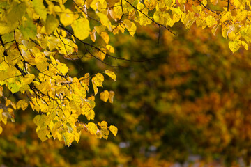 Autumn Trees in Kungsparken, Malmo, Sweden - 496791638