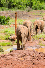 Baby Elephants in Nairobi, Kenya - 496791658