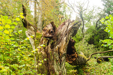 Naklejka na ściany i meble Old broken oak tree trunk stump laying in forest. 