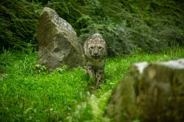 Obraz premium Snow leopard portrait in amazing light. Wild animal in the nature habitat. Very rare and unique wild cat. Irbis. Panthera uncia. Uncia uncia.