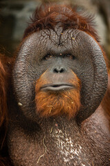 Endangered bornean orangutan in the rocky habitat. Pongo pygmaeus. Wild animal behind the bars. Beautiful and cute creature.