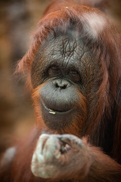Endangered bornean orangutan in the rocky habitat. Pongo pygmaeus. Wild animal behind the bars. Beautiful and cute creature.