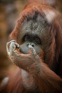 Endangered bornean orangutan in the rocky habitat. Pongo pygmaeus. Wild animal behind the bars. Beautiful and cute creature.