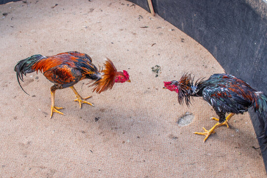 Rooster during a cockfight at an event