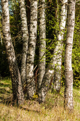 Birch grove on a sunny spring day.