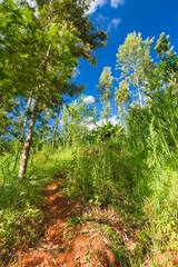 Steep Trail Through Kenyan Highland Forest - 496792245