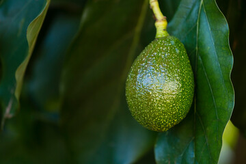Avocados Closeup, Kenya