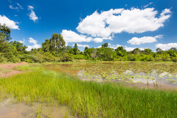 Lily Lake in Karura Forest, Nairobi, Kenya - 496792296