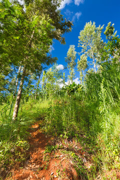 Steep Trail Through Kenyan Highland Forest
