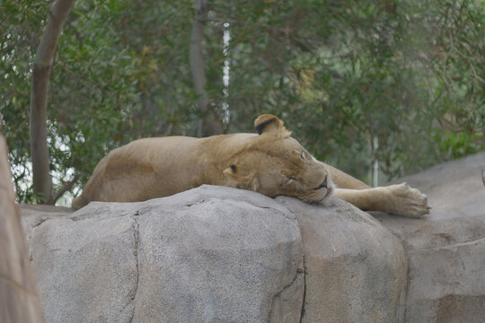 View of female lion sleeping and lying on the side on rock in zoo