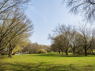 Obraz premium trees in the park