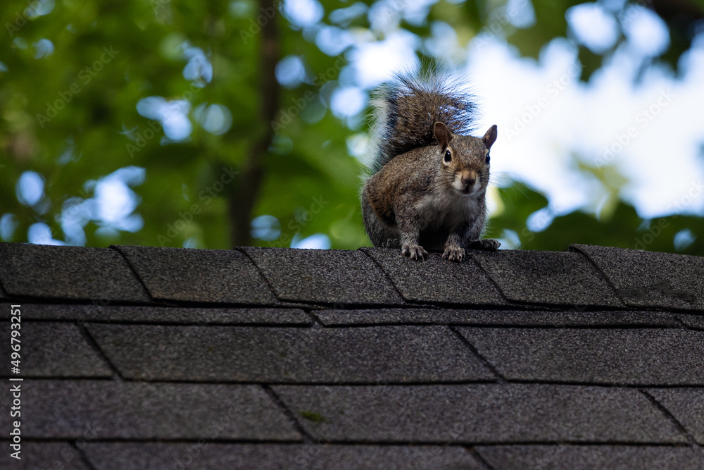 Poster closeup shot of a squirrel on a rood on a tree background