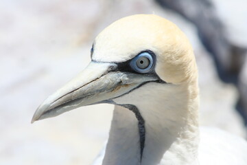 Close up portrait of a Gannet
