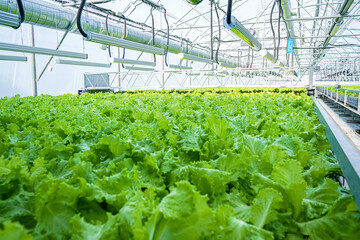 Lettuce grown on the farm. Field of green leaves for vegetable salad. Farmer. Grow greens in a greenhouse. Plant green background. Agriculture. Harvest lettuce plants. Rows seedlings in garden beds.