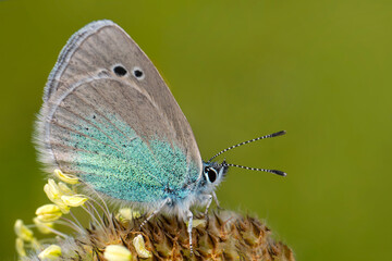 Macro shots, Beautiful nature scene. Closeup beautiful butterfly sitting on the flower in a summer garden.