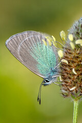 Macro shots, Beautiful nature scene. Closeup beautiful butterfly sitting on the flower in a summer garden.