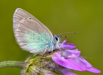Macro shots, Beautiful nature scene. Closeup beautiful butterfly sitting on the flower in a summer garden.