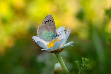 Macro shots, Beautiful nature scene. Closeup beautiful butterfly sitting on the flower in a summer garden.
