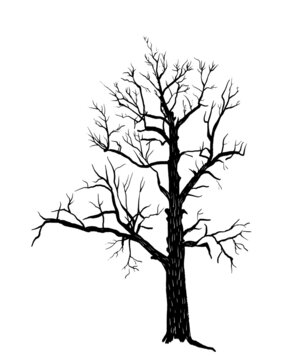 drawing, picture, old dry tree, sprawling oak, sketch, hand drawn digital vector illustration