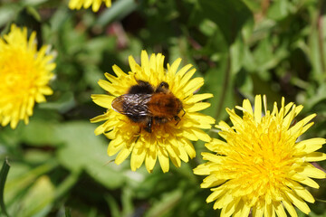 Queen Common carder bee (Bombus pascuorum), family Apidae on the flower of Taraxacum officinale, common dandelion, family Asteraceae or Compositae. Blurred leaves of snowdrops and crocuses.