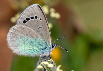 Macro shots, Beautiful nature scene. Closeup beautiful butterfly sitting on the flower in a summer garden.