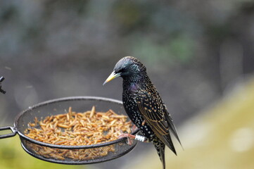 Starling on feeder