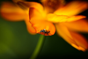 Closeup of the convergent lady beetle on the flower petal. Hippodamia convergens.