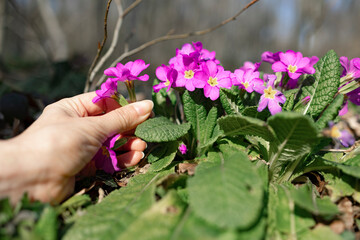 Young woman touches purple primrose flowers with her hand. 