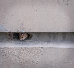 a small mouse in a hole in the wall - obrazy, fototapety, plakaty