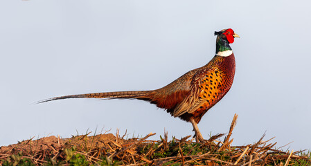 Wild pheasant side view close up - 496797831