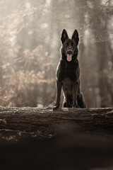 Black Shepherd