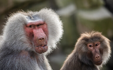 Closeup of a male and female Hamadryas baboons