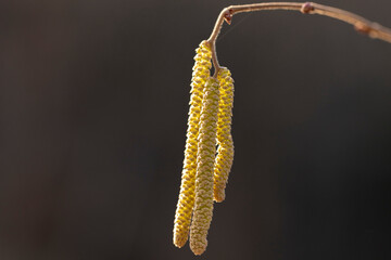 common hazel (Corylus avellana) - male flowers close up. Flowering hazel wild.