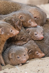 Vertical shot of a pack of mongoose lying on top of one another