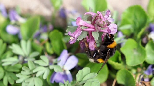 Bumblebee collects nectar from spring flowers