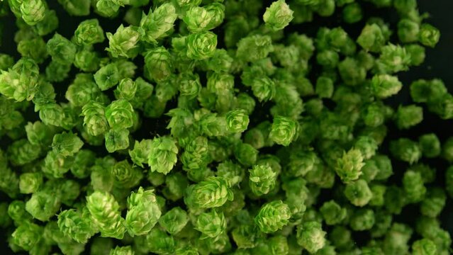 Super Slow Motion Shot of Fresh Green Hops Flying Towards Camera at 1000 fps.
