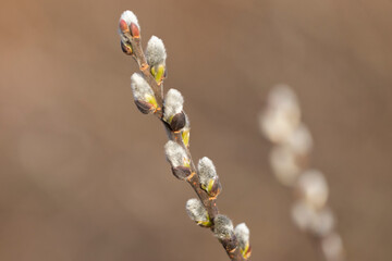 Spring branches of pussy willow on colorful blurred background. Blossoming willow of Easter. symbol of palm. Beautiful pussy willow flowering branch with fluffy catkins in sunlight closeup.