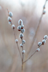 Spring branches of pussy willow on colorful blurred background. Blossoming willow of Easter. symbol of palm. Beautiful pussy willow flowering branch with fluffy catkins in sunlight closeup.