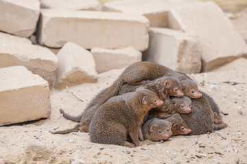 Vertical shot of a pack of mongoose lying on top of one another