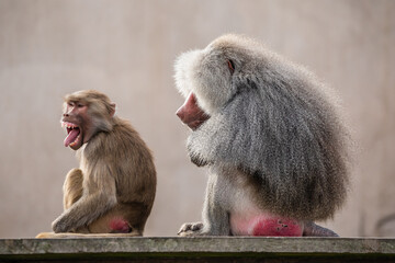 Closeup of a male and female Hamadryas baboons sitting on a pavement
