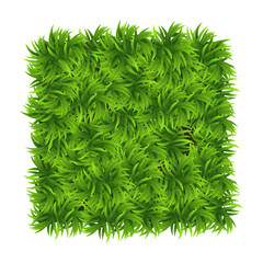Fototapeta na wymiar Green grass square. Ground cover plants background texture. Design for card, banner. Piece grasses for you design
