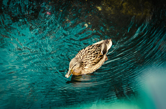 Animais de Berlin. Dennewitzplatz.