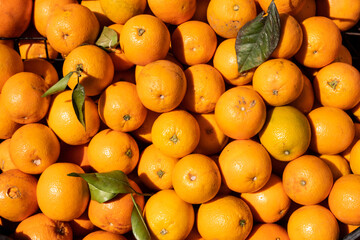 Lots of orange oranges in the bright sun. Oranges close up