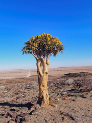 Lonely quiver tree in a desert in Namibia