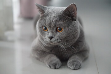 Obraz premium portrait of a cat