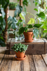 Zimmerpflanze in Blumentopf aus Ton, Minipflanze Sukkulente 
