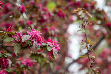 Red blossoming tree in a city